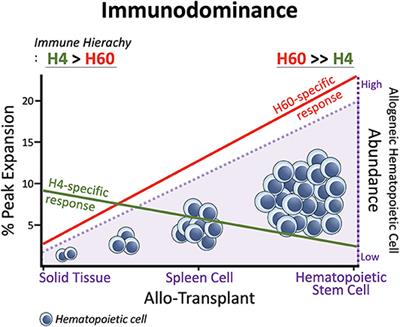 Frontiers | H60: A Unique Murine Hematopoietic Cell-Restricted 